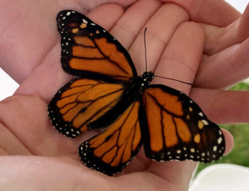 11th ANNUAL BUTTERFLY RELEASE